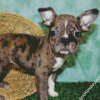 Grey Frenchton Dog Diamond Painting