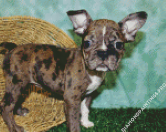 Grey Frenchton Dog Diamond Painting