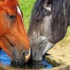 Cute Horses Drinking Water Diamond Painting
