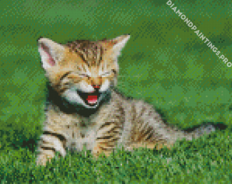 Kitten Tiger Diamond Painting