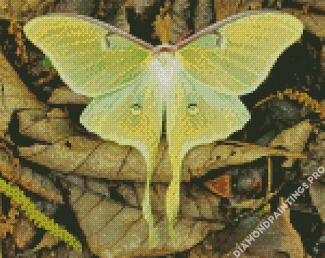 Luna Moth On Leaves Diamond Painting