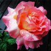 Peace Roses With Rain Drops Diamond Painting