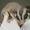 Sugar Glider Diamond Painting