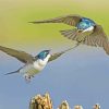 Swallow Birds Diamond Painting