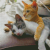 Cute Two kitties Diamond Painting