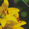 Yellow Lily Flowers Diamond Painting