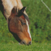 Cob Horse Animal Diamond Painting