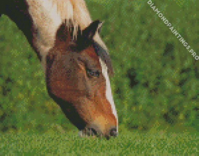 Cob Horse Animal Diamond Painting