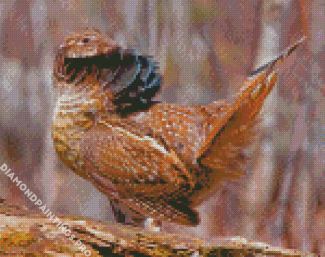 Grouse Bird Diamond Painting