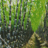 Sugarcane Plants Diamond Painting