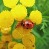 Ant And Ladybug On Flower Diamond Painting