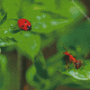 Ant And Ladybug On Leaves Diamond Painting