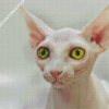 Hairless Cat Diamond Painting