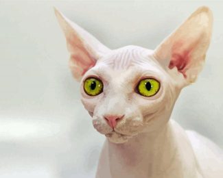 Hairless Cat Diamond Painting