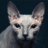 Beautiful Hairless Cat Diamond Painting