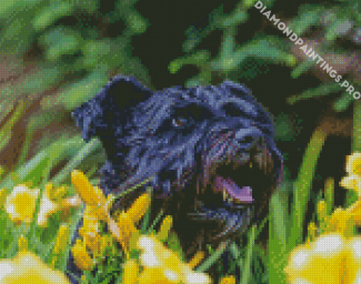 Black Cairn Terrier Dog Diamond Painting