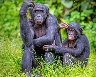 Bonobo Monkeys Family Diamond Painting