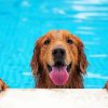 Brown Dog In Pool Diamond Painting