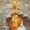 Cat Water Reflection Diamond Painting