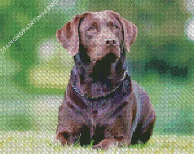 Chocolate Labrador Diamond Painting