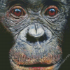 Bonobo Face Diamond Painting