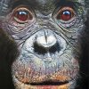 Bonobo Face Diamond Painting