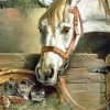Cats And Horse Art Diamond Painting