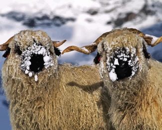 Blacknose Sheep In Snow Diamond Painting