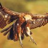 Flying Vulture Diamond Painting