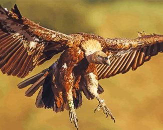 Flying Vulture Diamond Painting