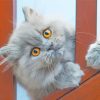 Grey Persian Cat Diamond Painting