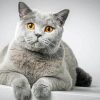 British Shorthair Cat Diamond Painting