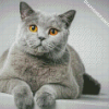 British Shorthair Cat Diamond Painting