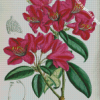 Pink Botanical Plants Diamond Painting