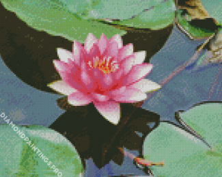 Pink Lotus Blossoms Diamond Painting