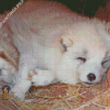 Wolf Cub Diamond Painting