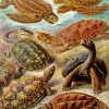 Turtles Animals Ernst Haeckel Diamond Painting