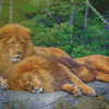 Two Lions Diamond Painting