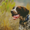 German Shorthaired Pointer Diamond Painting