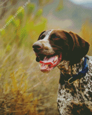 German Shorthaired Pointer Diamond Painting