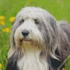 Bearded Collie Dog Animal Diamond Painting