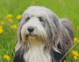 Bearded Collie Dog Animal Diamond Painting