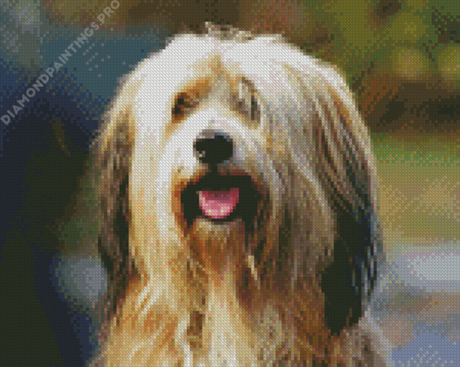 Bearded Collie Animal Diamond Painting