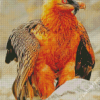 Bearded Vulture Diamond Painting