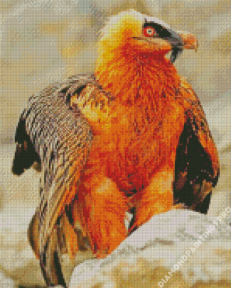Bearded Vulture Diamond Painting