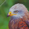 Red Kite Bird Diamond Painting