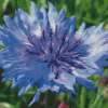 Corn Flower Diamond Painting