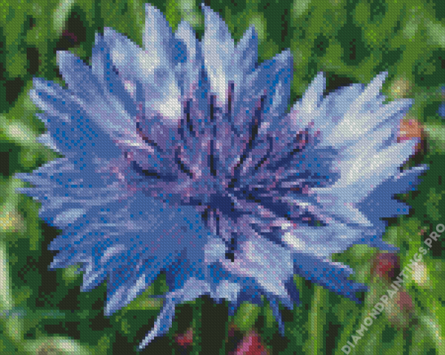 Corn Flower Diamond Painting