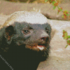 Cute Honey Badger Diamond Painting