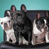 French Terriers Diamond Painting